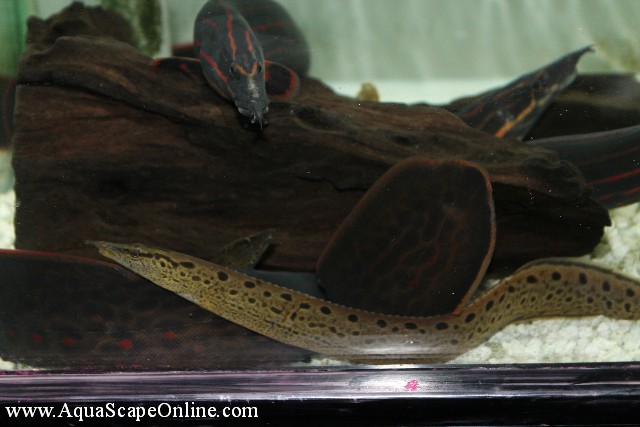 Black Spotted Eel 5" (Mastacembelus Dayi) - Product View